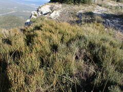 Louis Aureglia, CC BY, iNaturalist via GBIF Ephedra nebrodensis, photograph Louis Aureglia, CC BY, iNaturalist via GBIF
