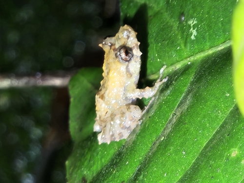 Hidden Robber Frog, Pristimantis prolatus