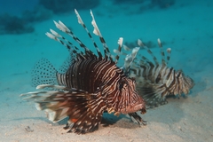 Devil Firefish photo 4