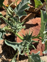 Datura ferox