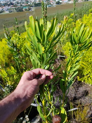 Leucadendron platyspermum