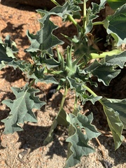 Datura ferox