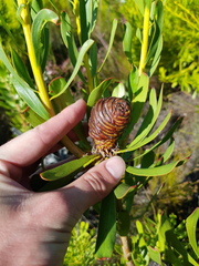 Leucadendron platyspermum
