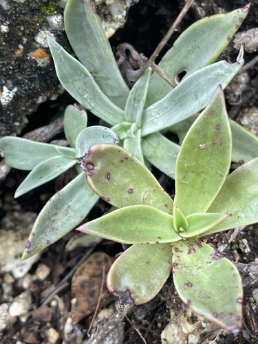 Image of Dudleya nubigena by (c) Sula Vanderplank, some rights reserved (CC BY)