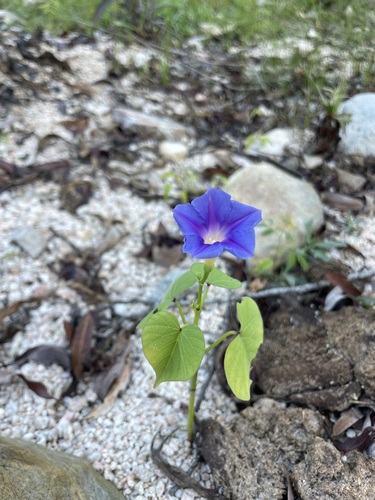 Image of Ipomoea parasitica by (c) Sula Vanderplank, some rights reserved (CC BY)