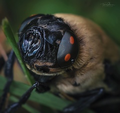 Cuterebra abdominalis
