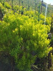 Leucadendron platyspermum