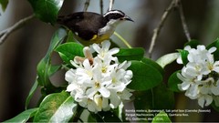 Coereba flaveola caboti