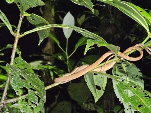 Amazon Basin Tree Snake