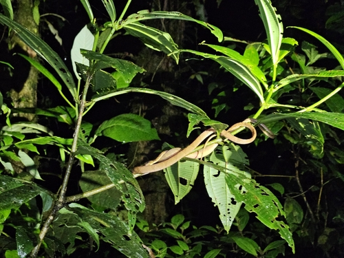 Amazon Basin Tree Snake