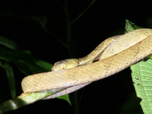 Amazon Basin Tree Snake