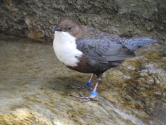 Cinclus cinclus aquaticus