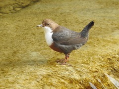 Cinclus cinclus aquaticus