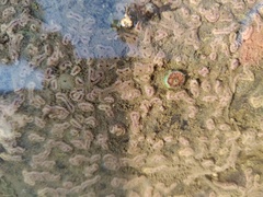 Styelidae