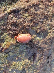Atergatis integerrimus