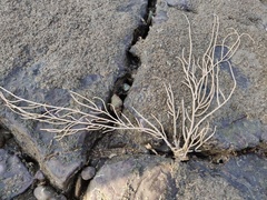 Pseudopterogorgia fredericki