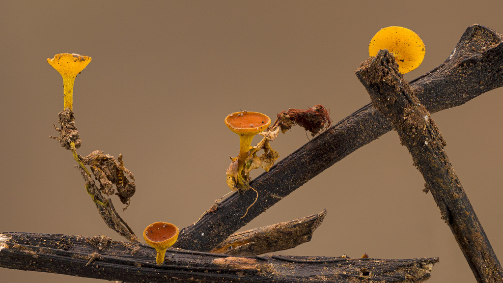 Rutstroemiaceae