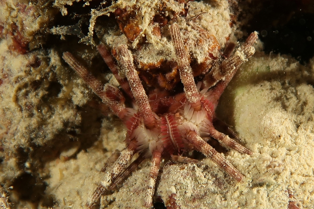 Ten-lined Urchin