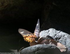 Pseudacraea