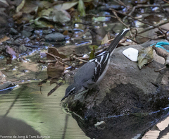 Motacilla clara