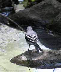 Motacilla clara