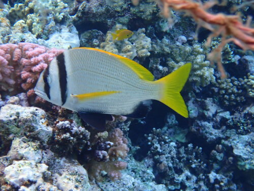 Doublebar Bream — seen at this dive site