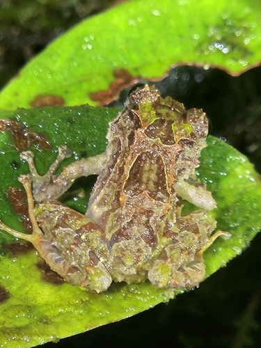 Pristimantis anaiae