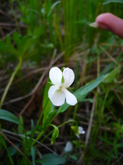 Viola elatior