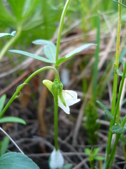Viola elatior