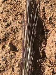 Aristida congesta congesta