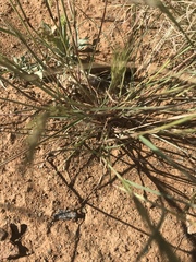 Aristida congesta congesta