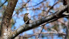 Melanerpes pygmaeus