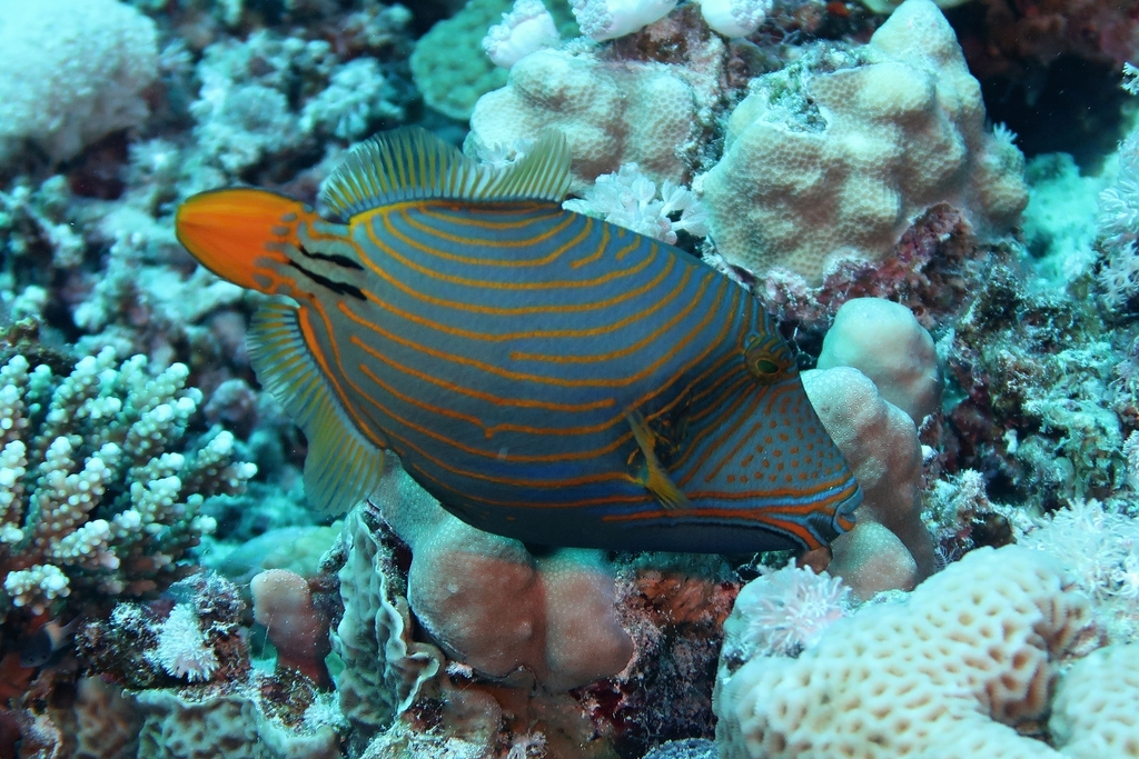 Orange-lined triggerfish