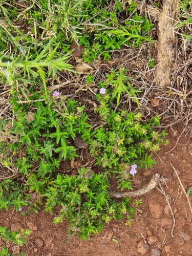 Image of Micromeria maderensis by (c) Vítor Jorge, some rights reserved (CC BY)