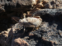 Trachypetrella anderssonii