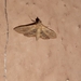 Sameodes cancellalis