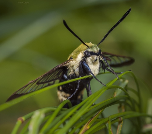 Snowberry Clearwing, photo 6 of 10