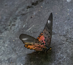 Pseudacraea