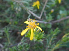 Senecio acutifolius