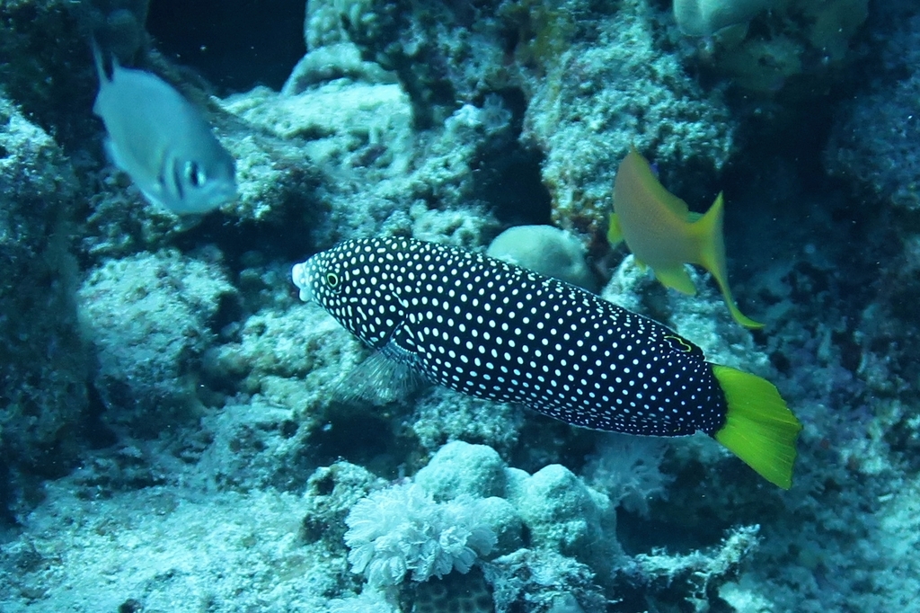 Yellowtail wrasse