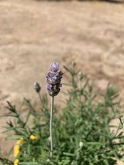 Lavandula dentata