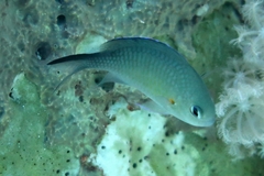 Arabian Chromis photo 3