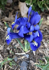 Iris reticulata