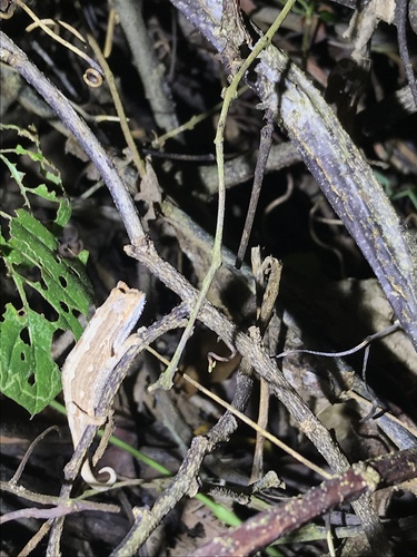 Pygmy Grass Chameleon