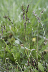 Poa bulbosa vivipara