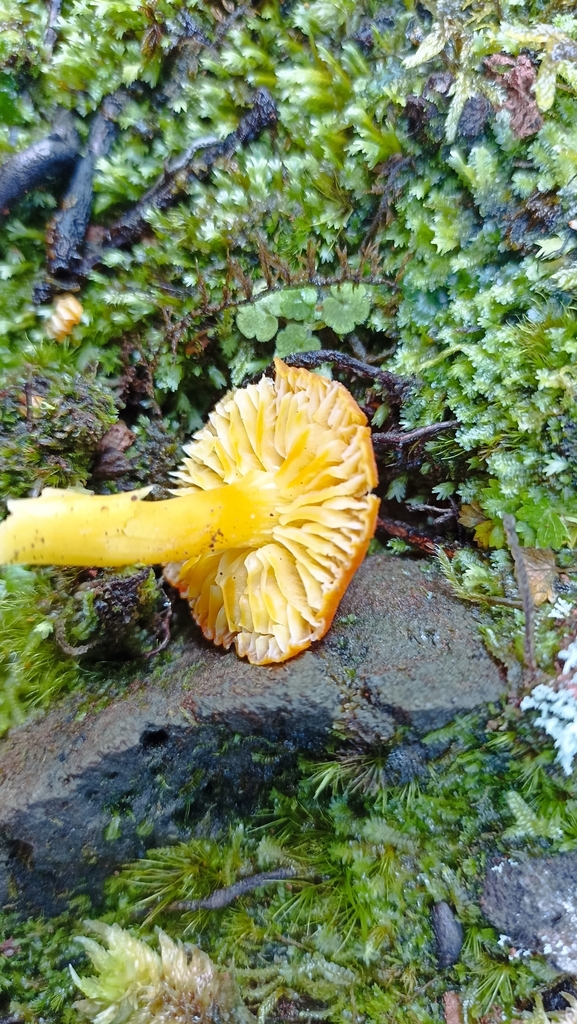 Hygrocybe vulcanica