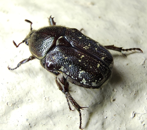Dark Flower Scarab photo 3