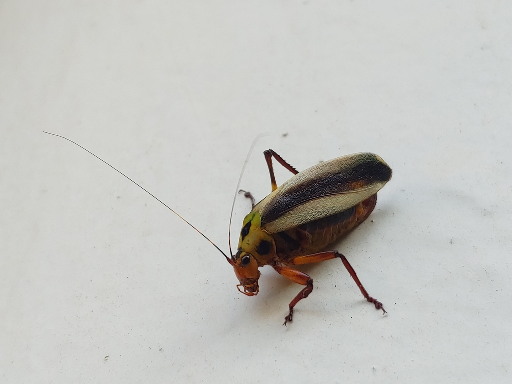 Scaphura fasciata