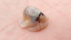Olivancillaria