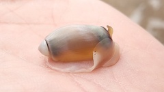 Olivancillaria